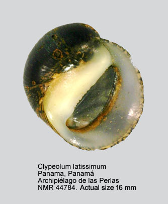 Clypeolum latissimum (3).jpg - Clypeolum latissimum (Broderip,1833)